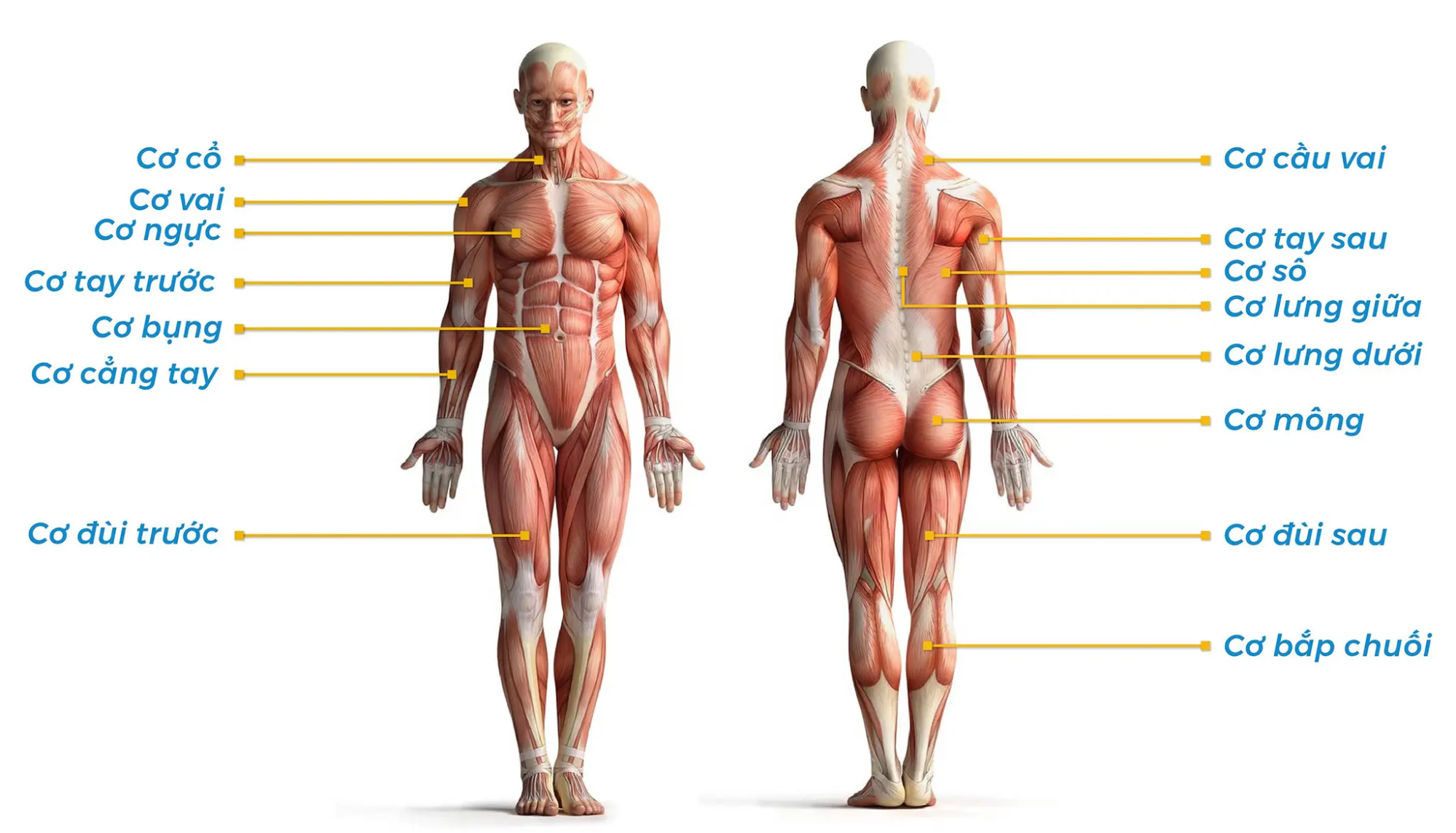 Sự thay đổi sau khi tập gym nữ chậm hơn nhiều nam