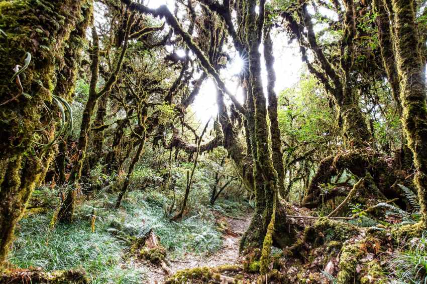 Leo Núi Tà Xùa Có Gì? Review Kinh Nghiệm Trekking Chân Thực Nhất