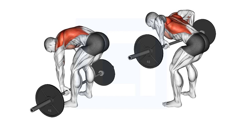 Các động tác trong bài tập lưng xô - Pendlay Row