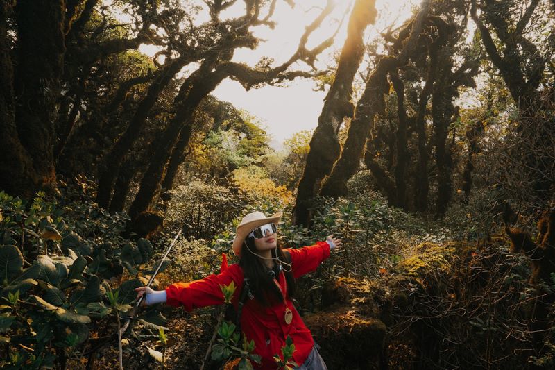 Cung đường trekking sẽ băng qua khu rừng rêu cổ thụ (Nguồn: Internet)