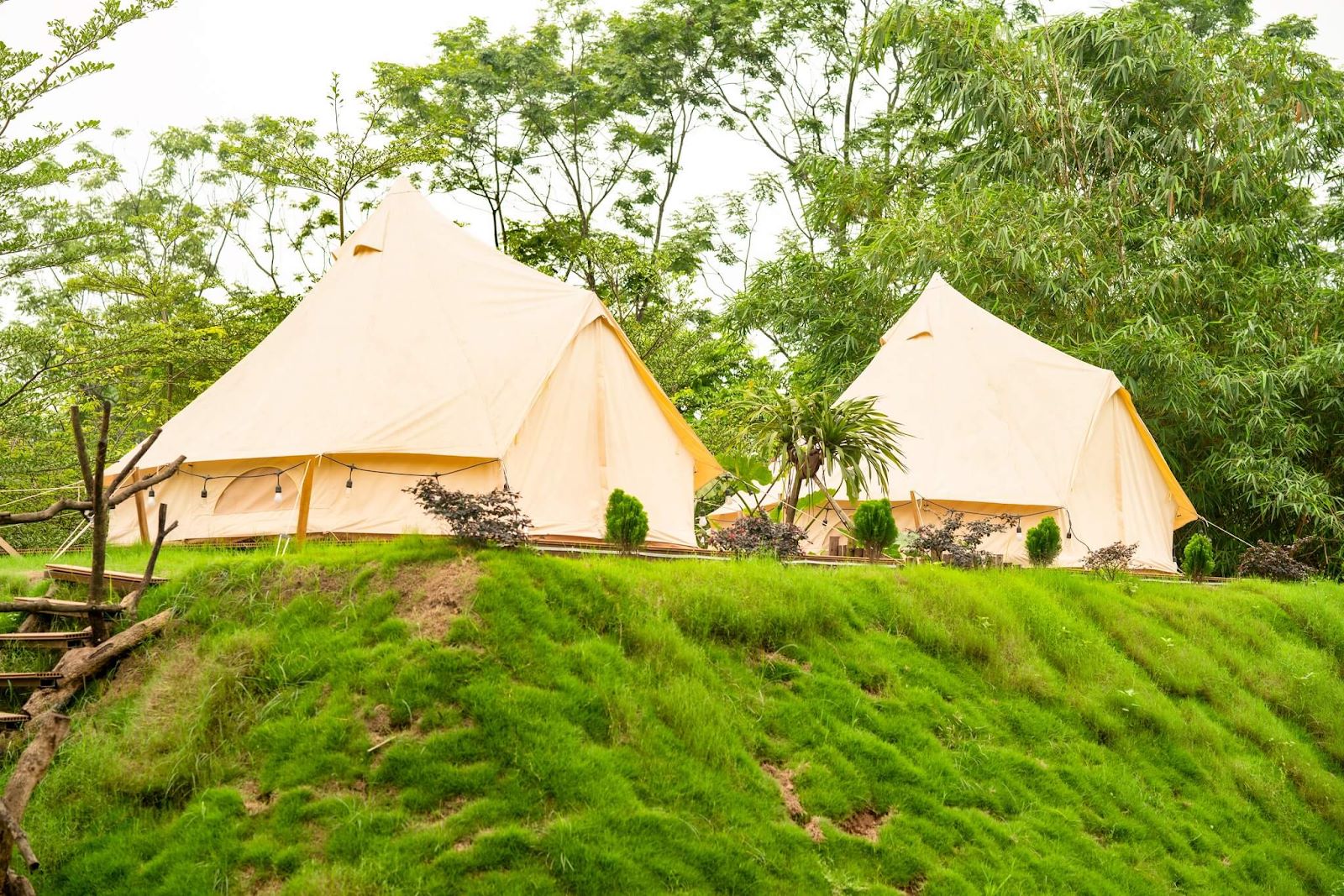 Những lều trại xinh xắn tại TreeFarm Coffee & Glamping