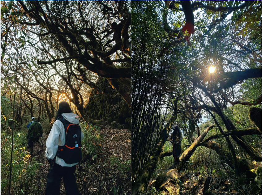 Hoà mình vào thiên nhiên giữa rừng già rợp bóng (Nguồn: Internet)