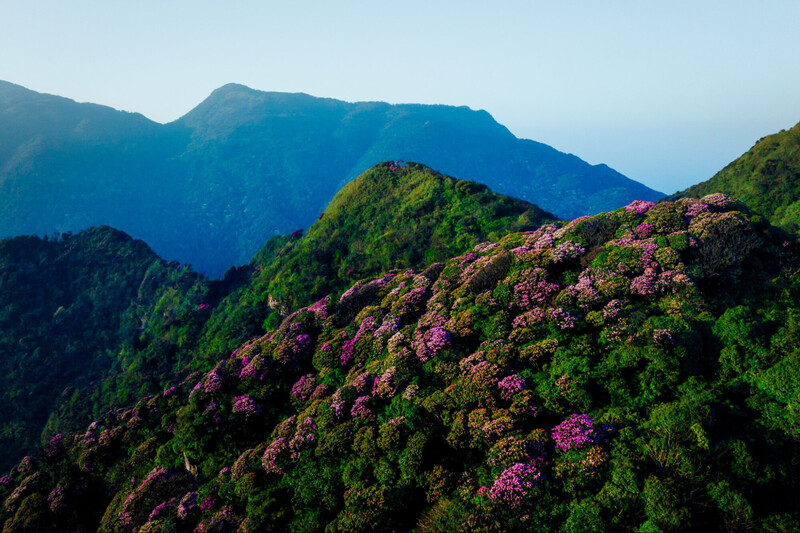 Rừng đỗ quyên ở Putaleng (Nguồn: Internet)