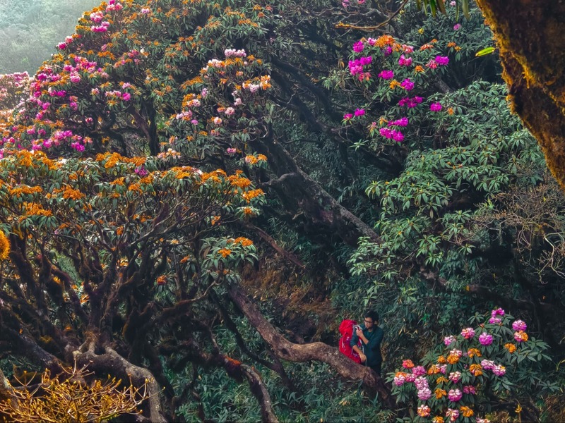 Rừng đỗ quyên ở Putaleng (Nguồn: Internet)