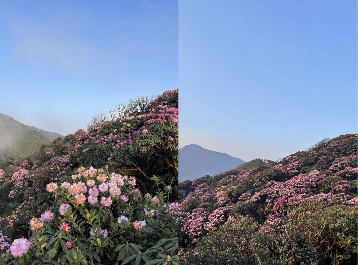 Từ tháng 2 đến tháng 4, bạn sẽ được chiêm ngưỡng “thiên đường hoa đỗ quyên” tầng tầng lớp lớp dọc sườn núi Putaleng (Nguồn: Internet)