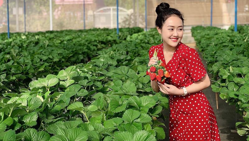 Hái dâu tây tại nhà vườn