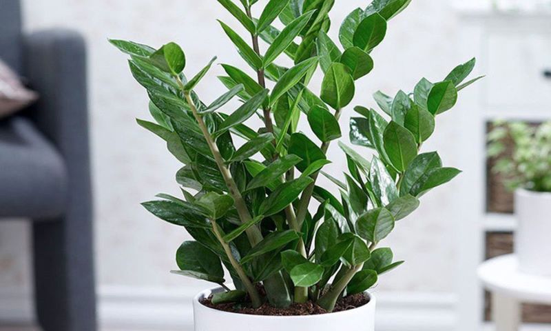 Cây kim tiền là loài cây quốc dân phù hợp để làm quà tân gia (Nguồn: Internet)