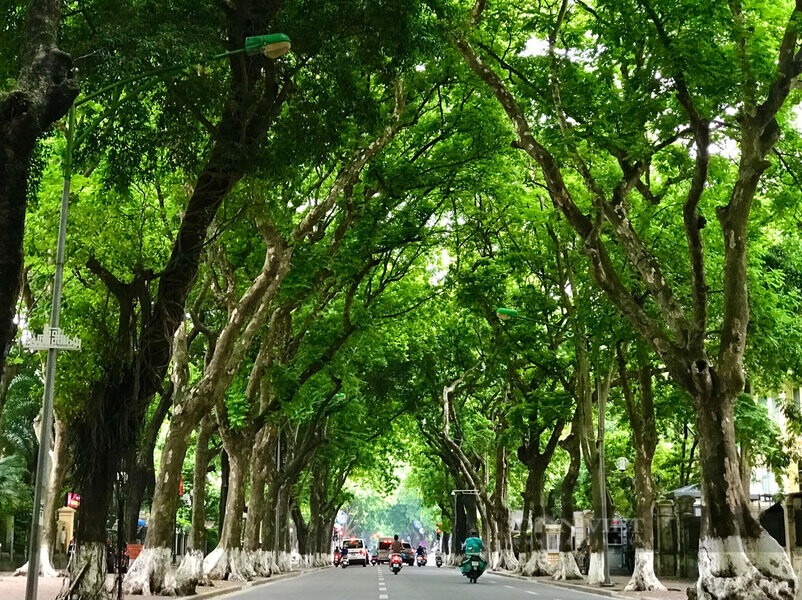 Image: Phan Dinh Phung Street is an ideal location to watch the parade