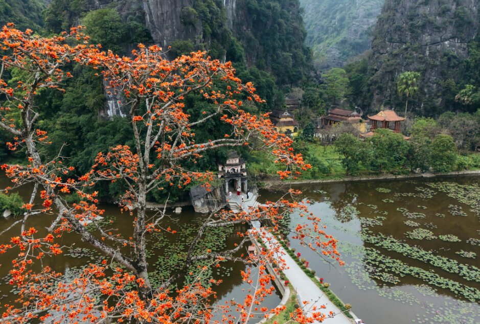 Hoa gạo rực rỡ trước lối vào chùa (Nguồn: Internet) 